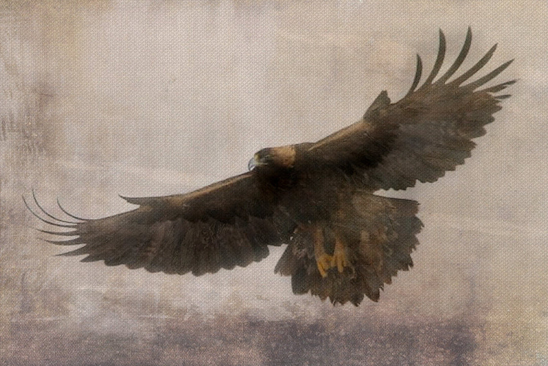 Painting on Canvas AQUILA 1 01
