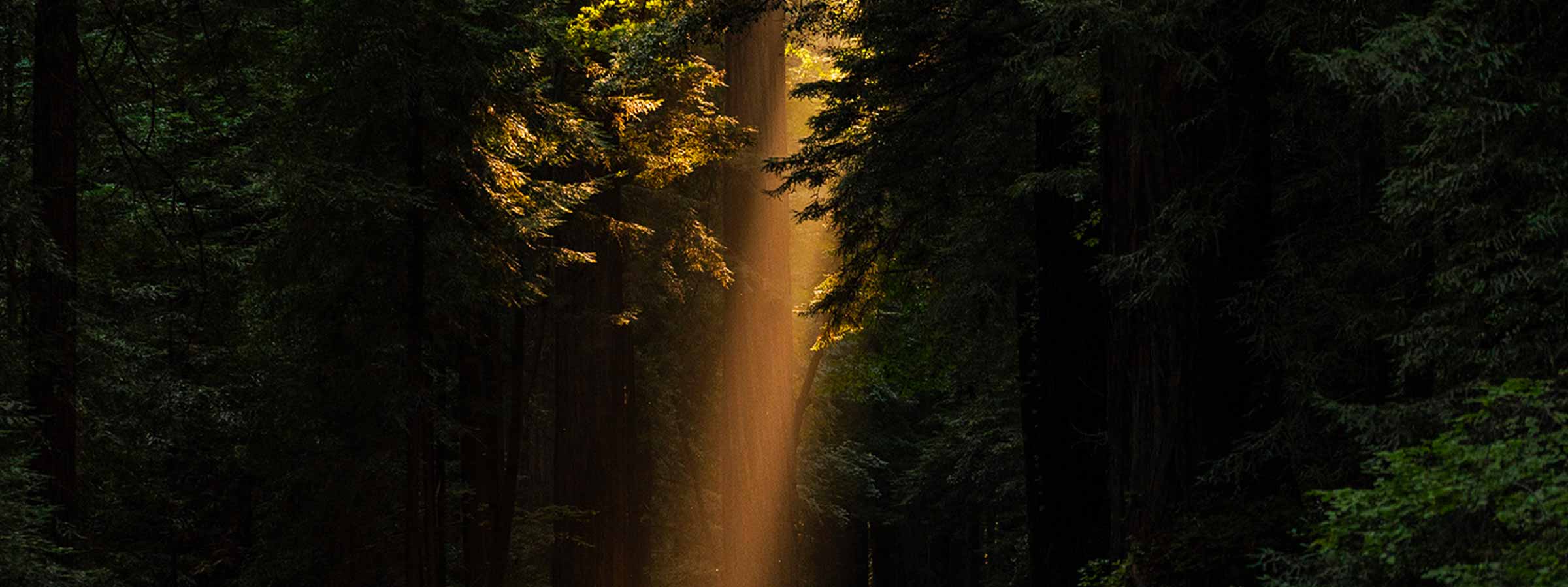 dark forest with one sun ray, treedom -Design Italy