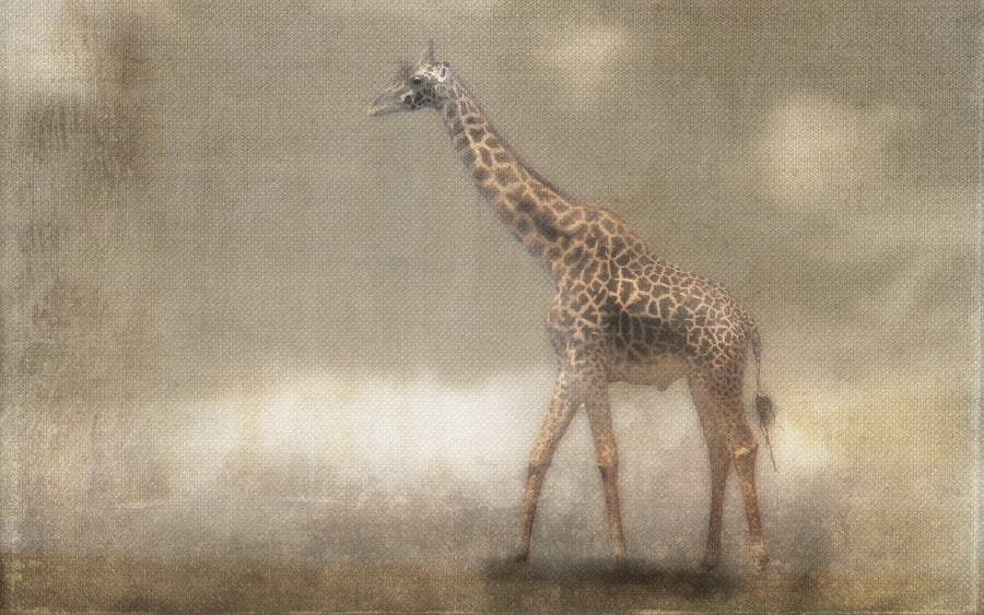 Painting on Canvas GIRAFFA FOG 01