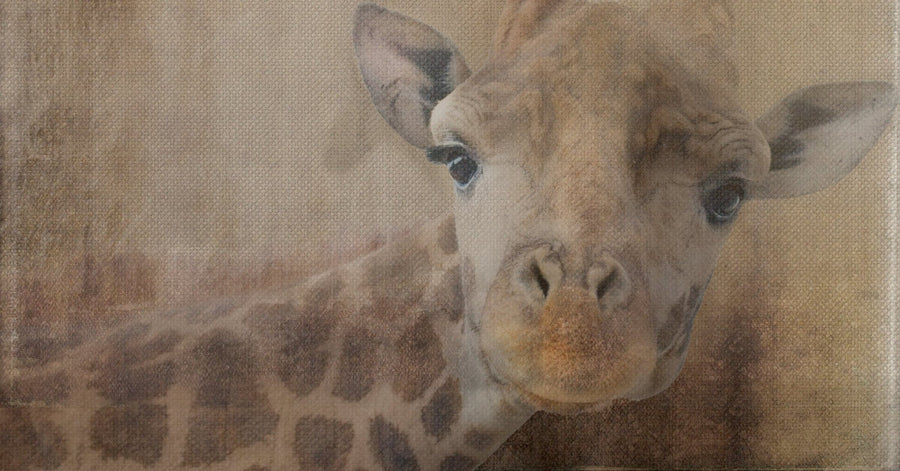 Painting on Canvas GIRAFFA'S HEAD 01