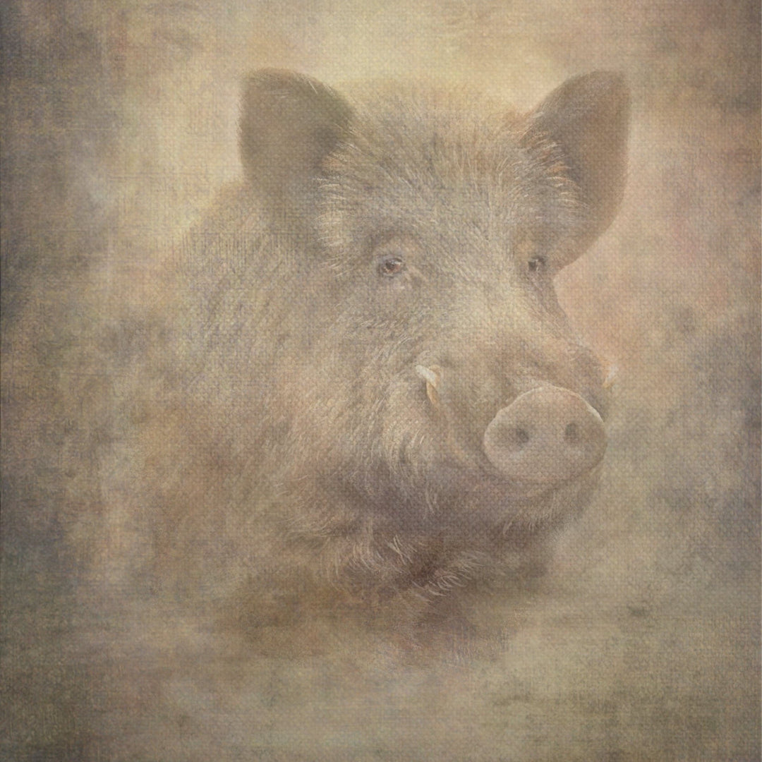 Painting on Canvas BOAR 1 01