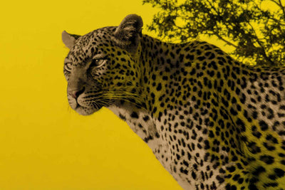 JUST ANOTHER YELLOW LEOPARD - Matteo Occhipinti - 2019 - 60 x 90 - Limited Edition 01