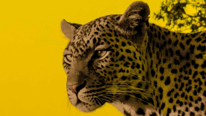 JUST ANOTHER YELLOW LEOPARD - Matteo Occhipinti - 2019 - 60 x 90 - Limited Edition 03