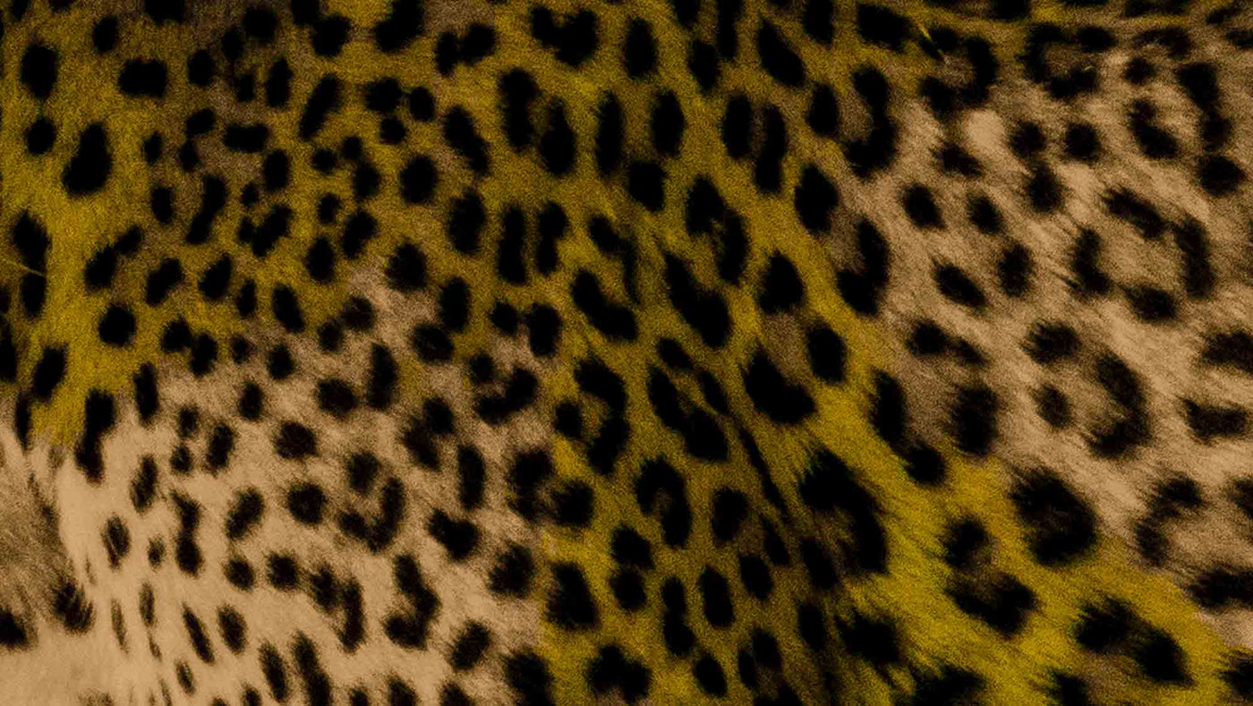 JUST ANOTHER YELLOW LEOPARD - Matteo Occhipinti - 2019 - 60 x 90 - Limited Edition 04
